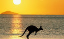 Australia_kangaroo